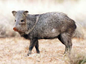 Peccary - 7 animaux bizarres dont vous ne soupçonniez pas l'existence au Belize