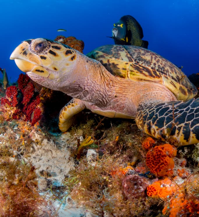 Onderwater wilde dieren