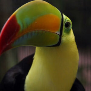 Vogelbeobachtung in Belize