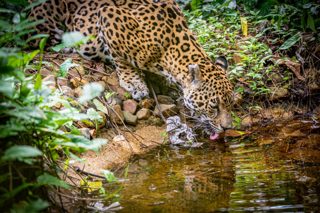 Happy International Jaguar Day 6 Facts about Jaguars in Belize
