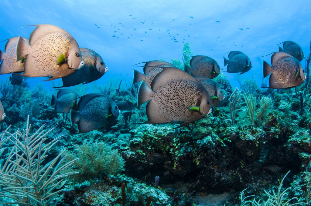 Viajar a Belice