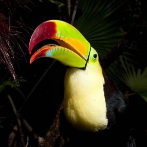 Belize Zoo Night Tour- Keel-Billed Toucan