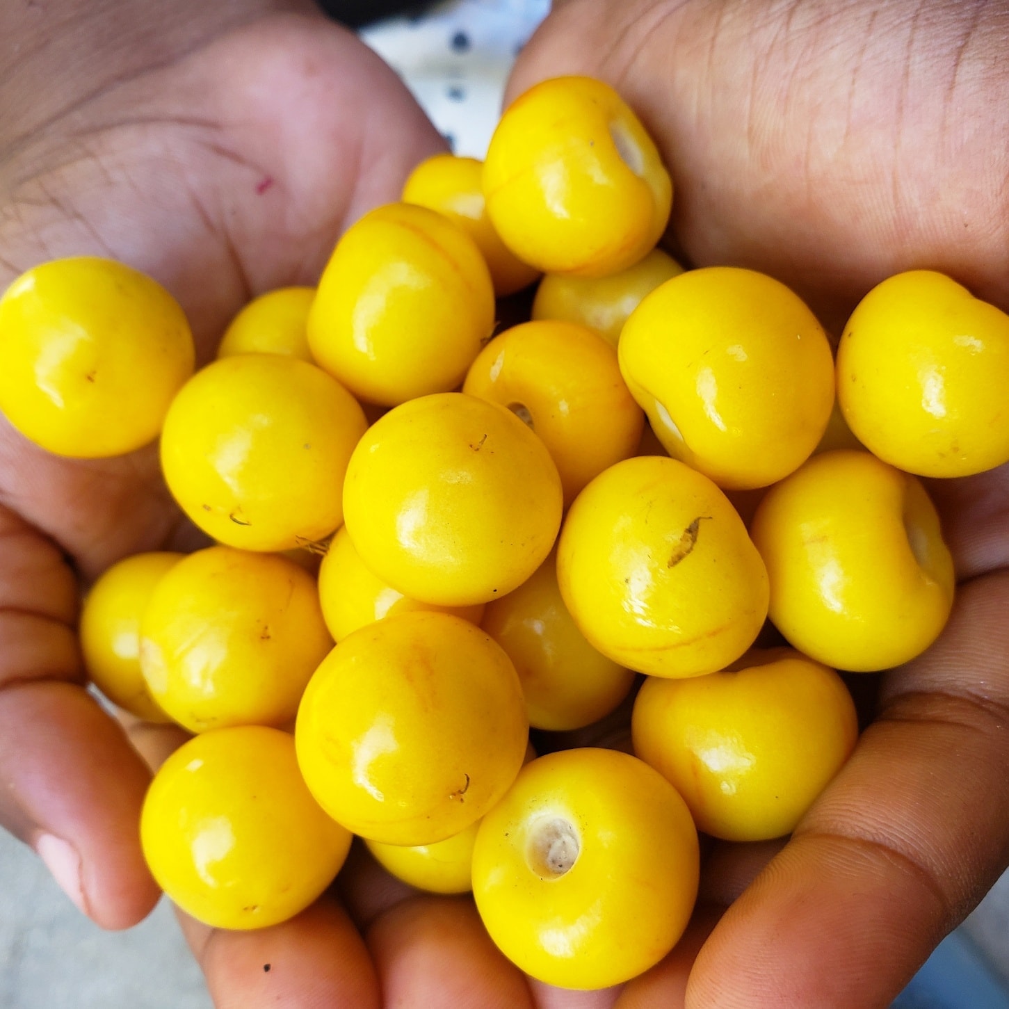 6 einheimische Früchte, die Sie im Sommer in Belize genießen können