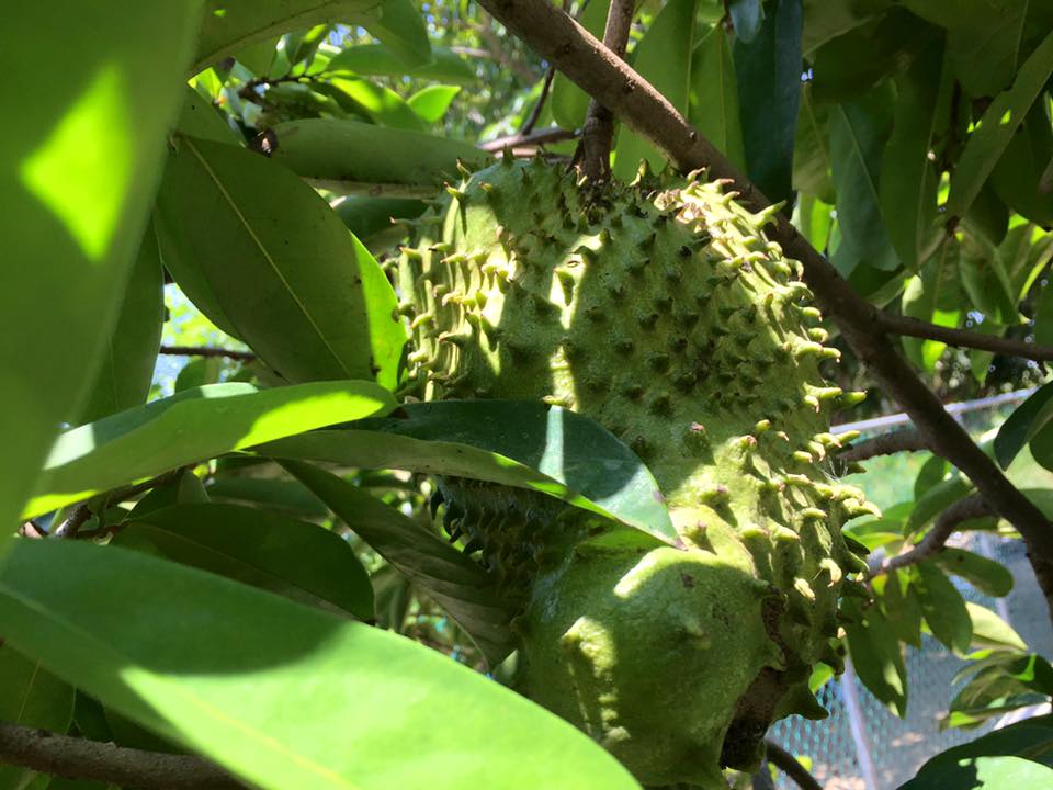 6 lokale vruchten om van te genieten tijdens de zomer in Belize-Soursop