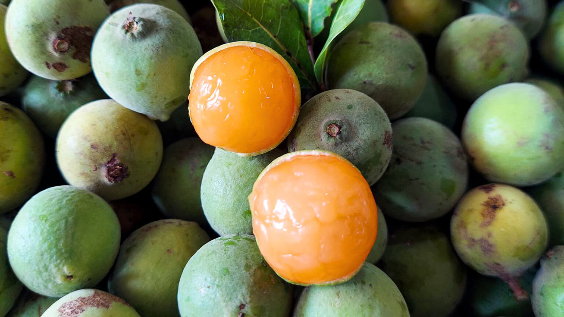 6 fruits locaux à déguster en été au Belize