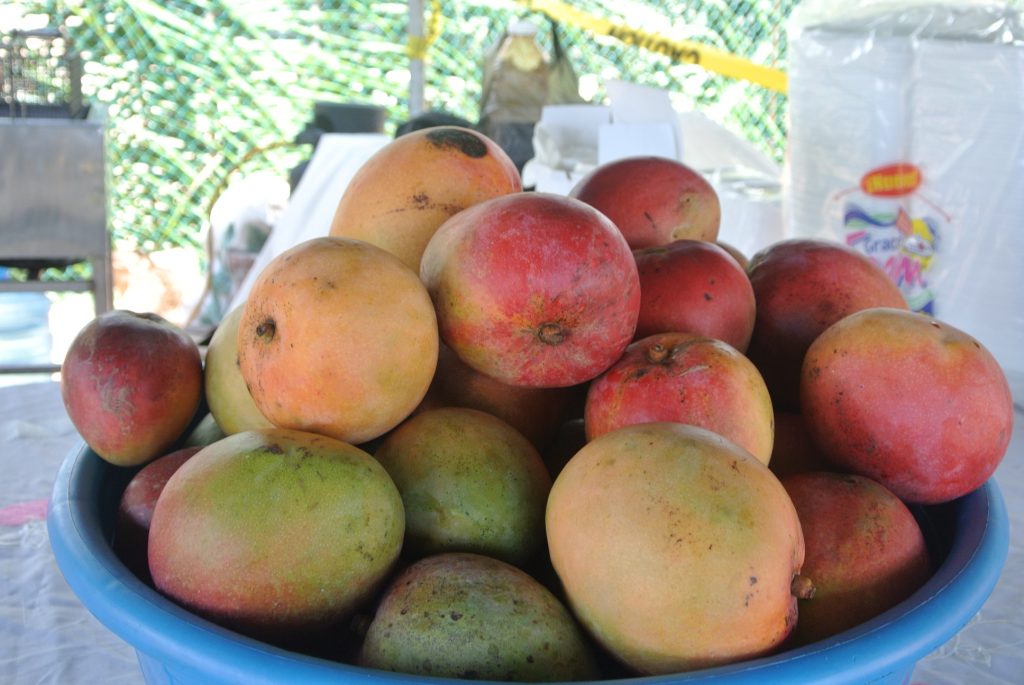夏季在伯利茲-芒果享用6種當地水果