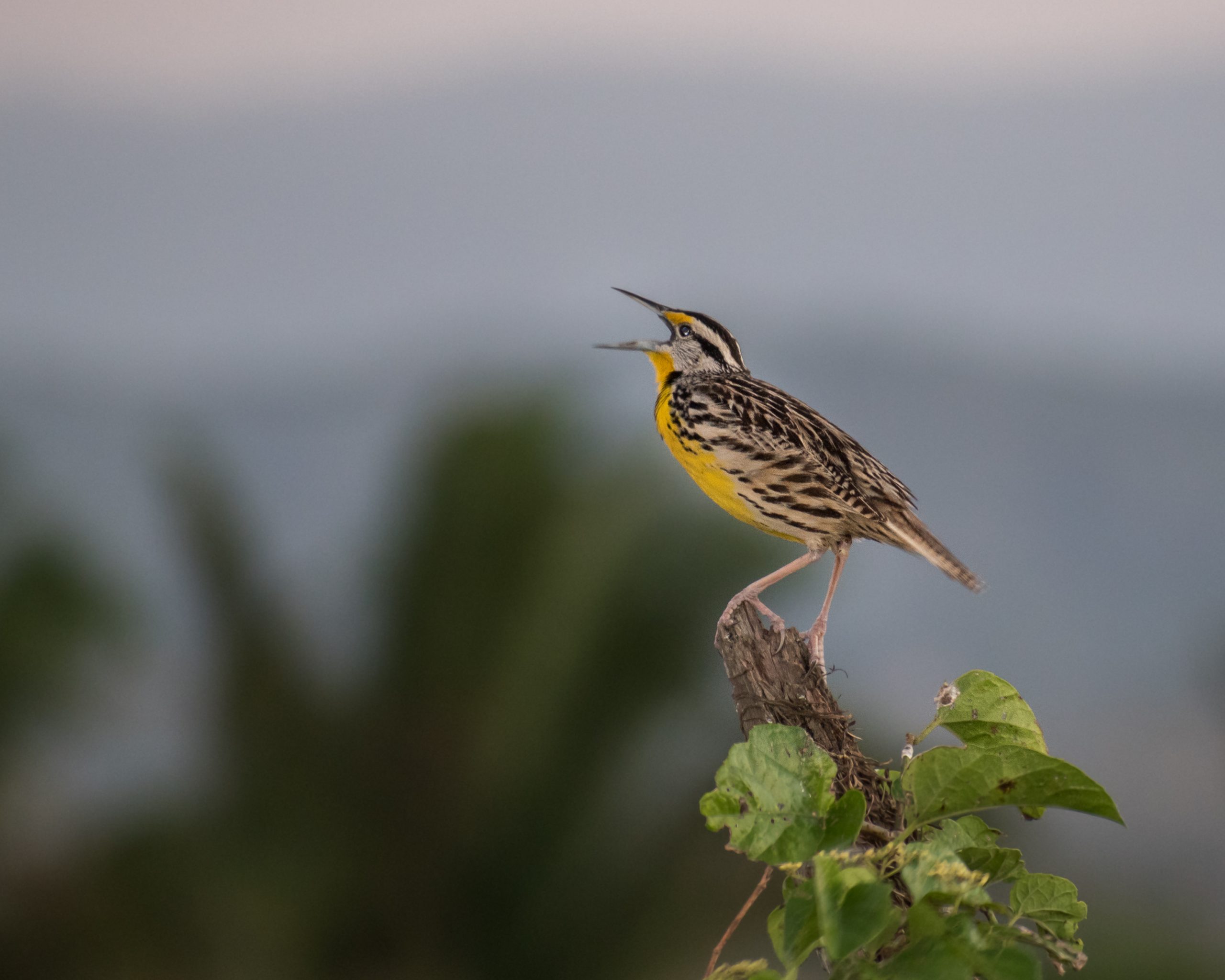 Festival de observación de aves de Belice