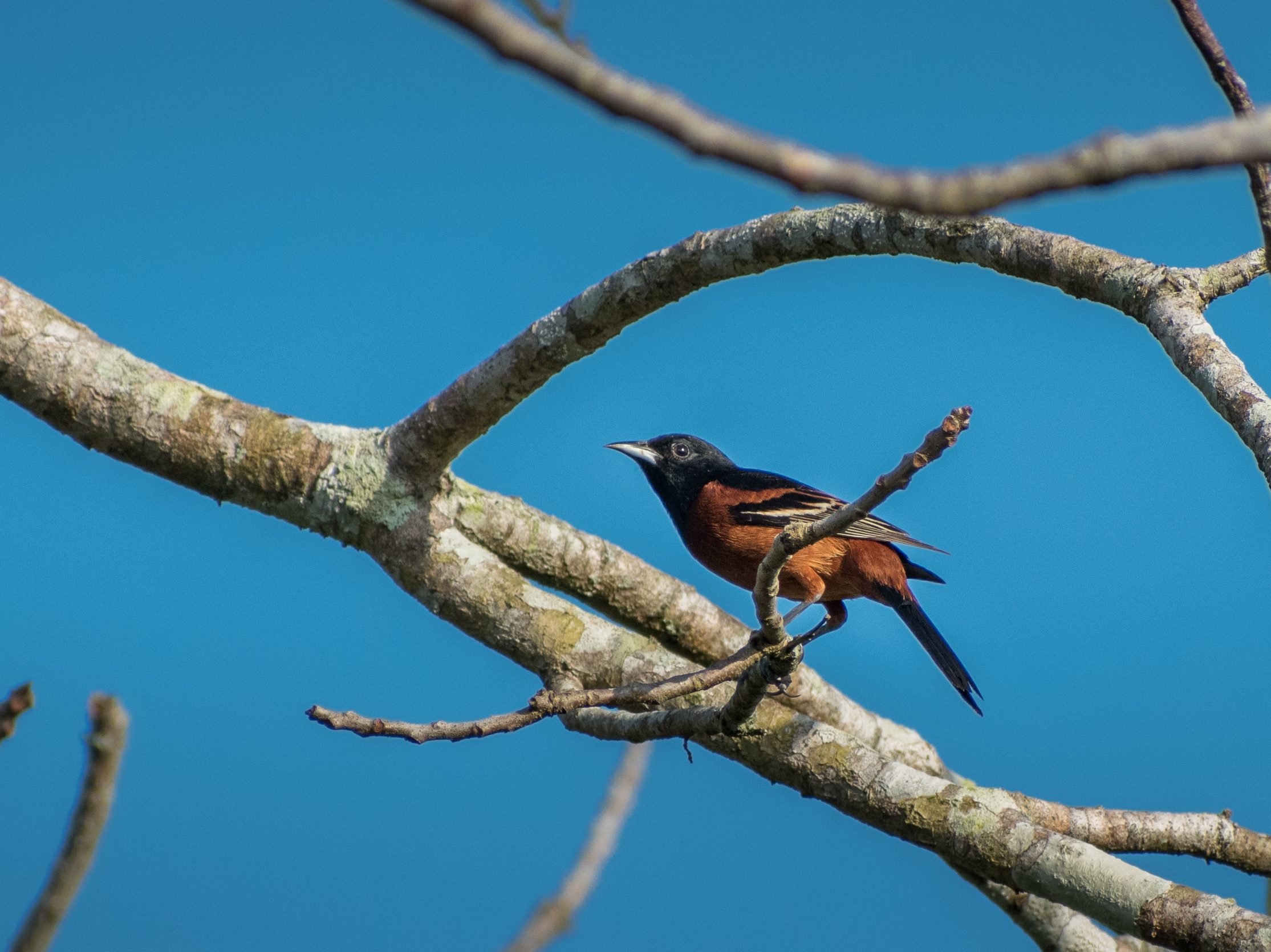 Aves em Belize