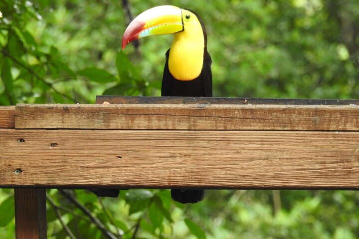 Belize Go Birding