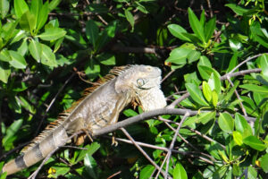 Monkey River Eco Tours