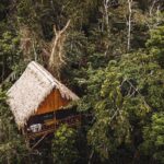 甜蜜之歌叢林小屋