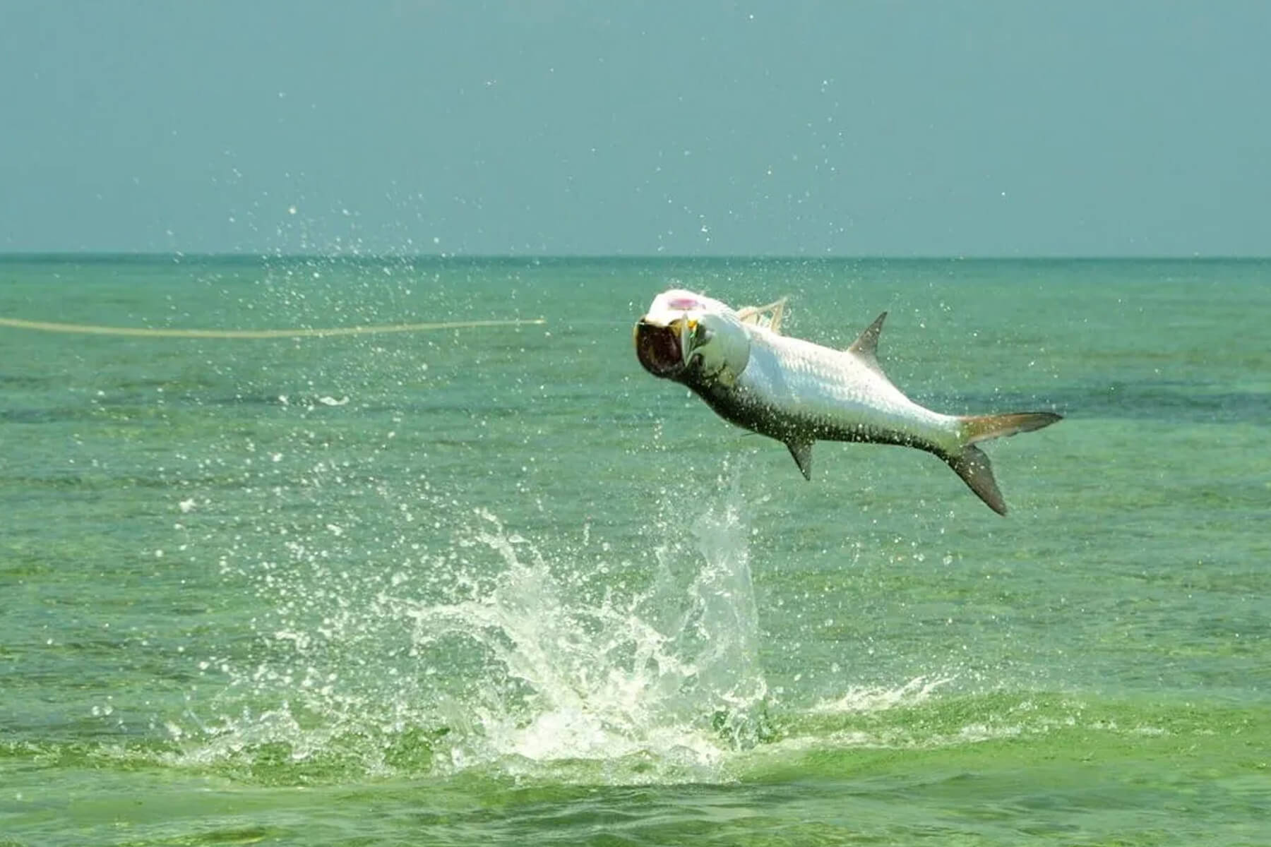 Monkey River Totally Wild Tours