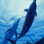 Acampamento Island Adventures