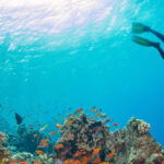 Emerald Jungle Tours