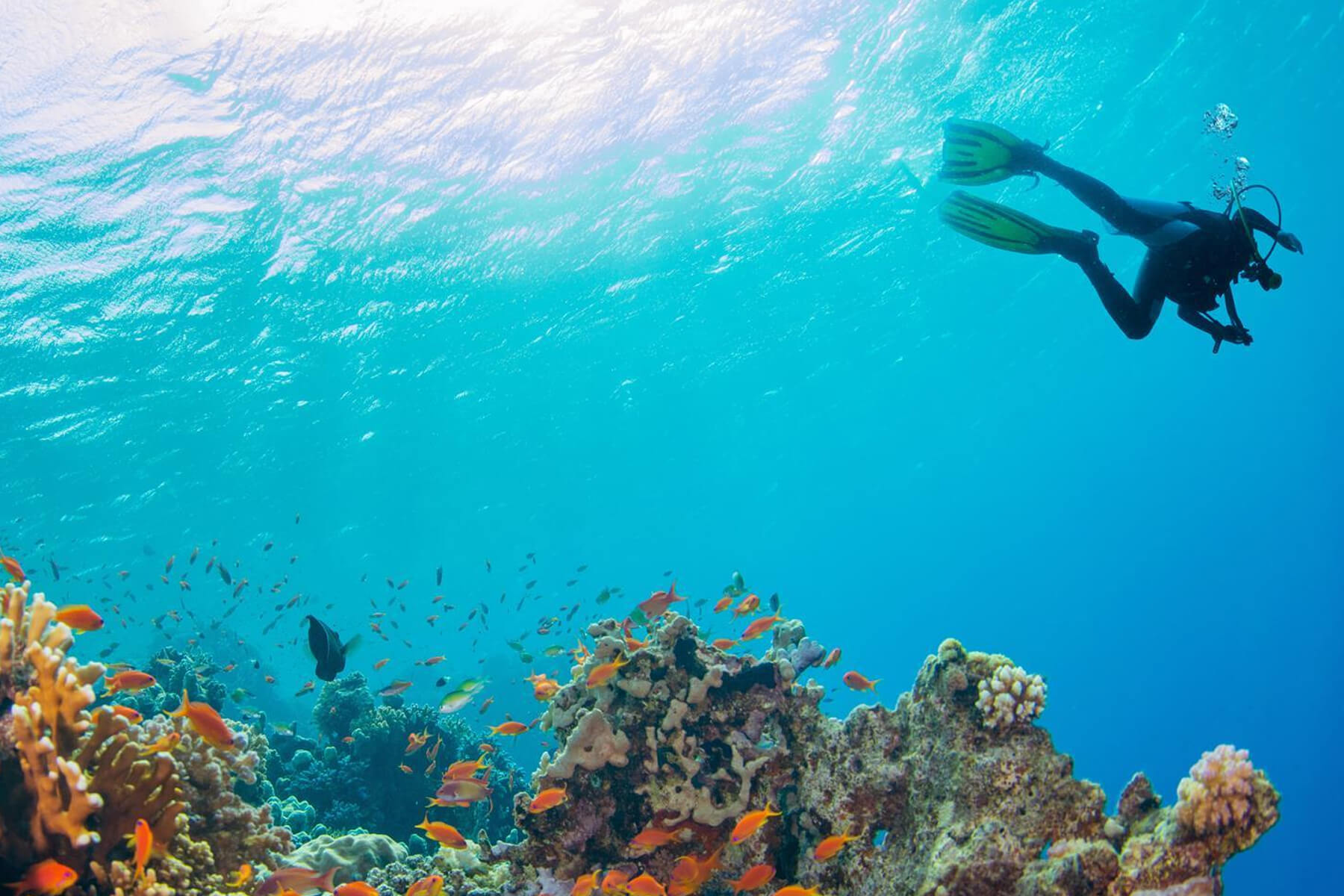 Emerald Jungle Tours