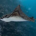 Frenchie's Diving