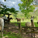Mountain Equestrian Trails