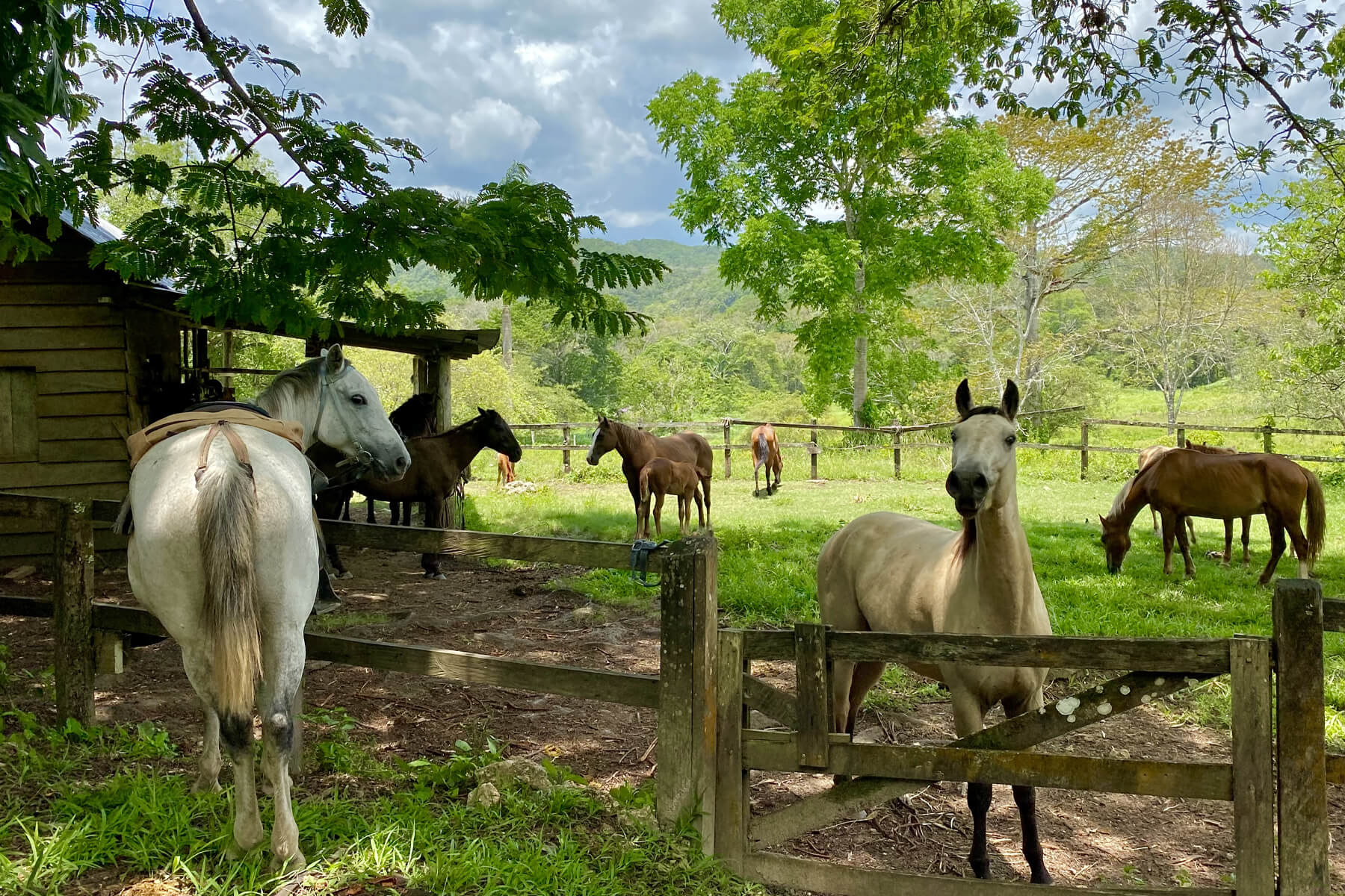 Mountain Equestrian Trails