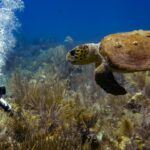 Seahorse Dive Shop