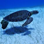 Belize Audubon Society