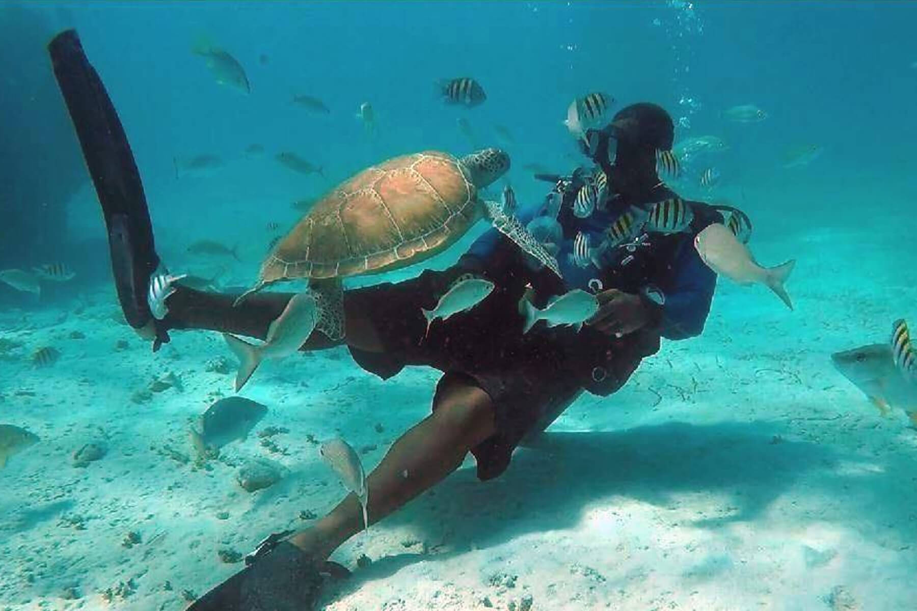 Reef Adventures