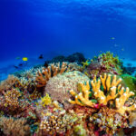 Scuba Sensation