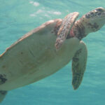 Belize Island Divers