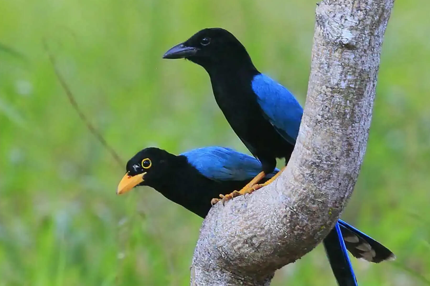 Paradies-Expeditionen