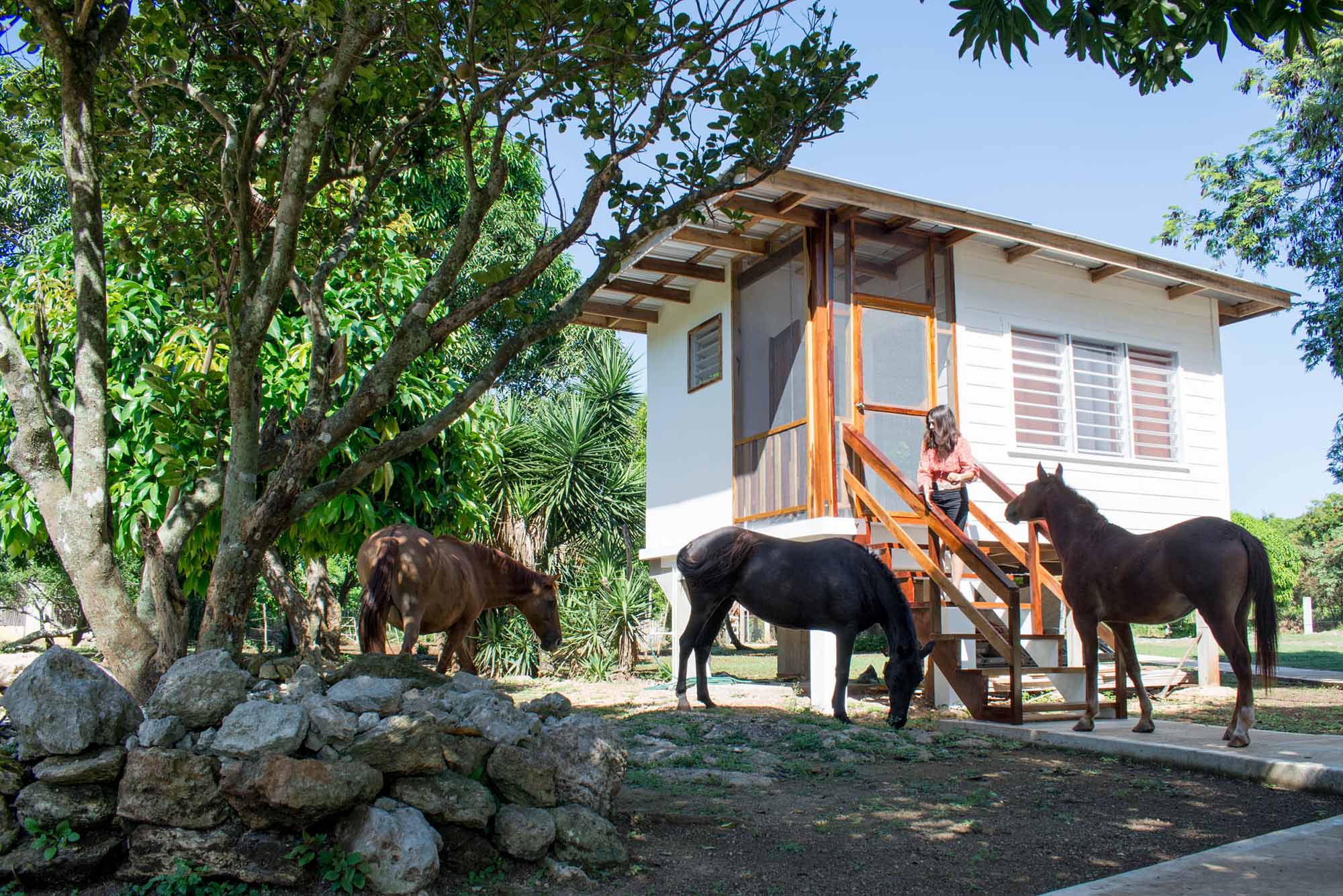 Horse Cottage