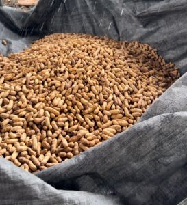 Récolte de cacahuètes à San Antonio Belize