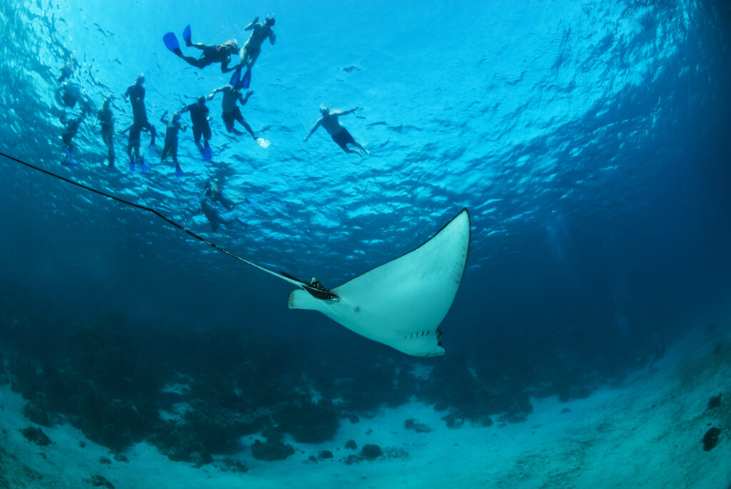 snorkeling in Belize