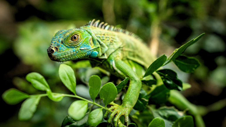 Itinéraire de 5 jours au Belize pour les amoureux des animaux - Voyage ...