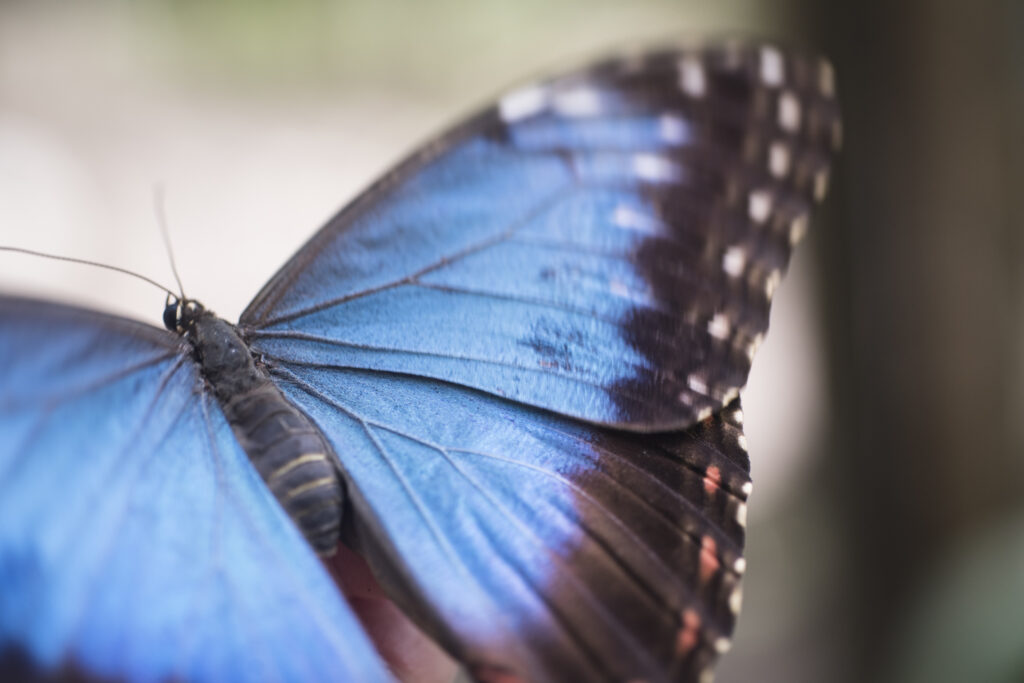 Butterfly Farm - animal lover in Belize