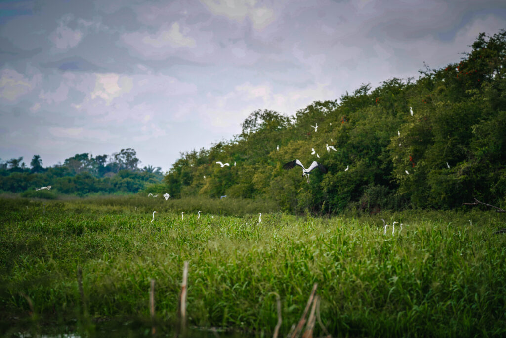 Crooked Tree Wildlife Sanctuary
