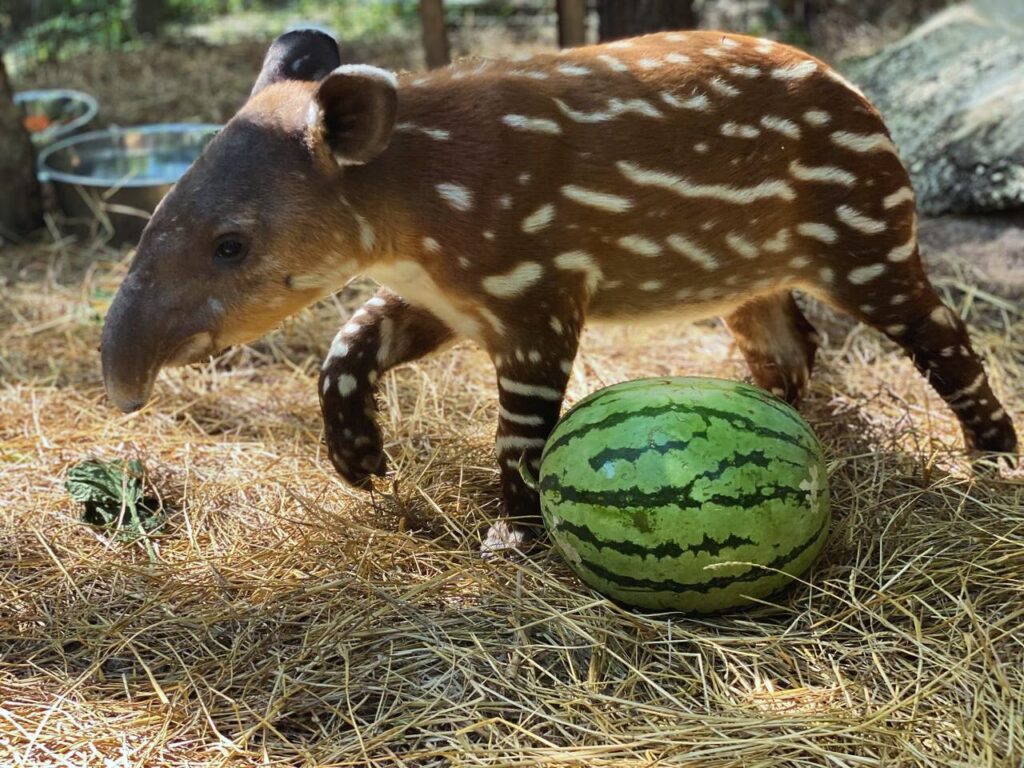 Tapir calf in Belize