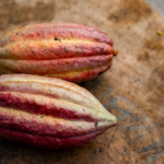 Taste the Legacy of Cacao in Belize