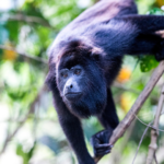 Connect with Nature in Monkey River Village, Belize
