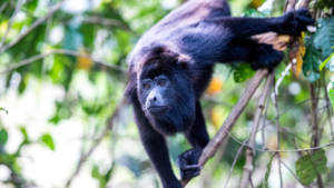 Connect with Nature in Monkey River Village, Belize