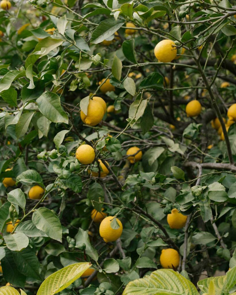 citrus orchards in Belize Hummingbird Highway