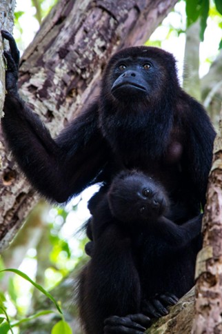 Howler monkeys Belize