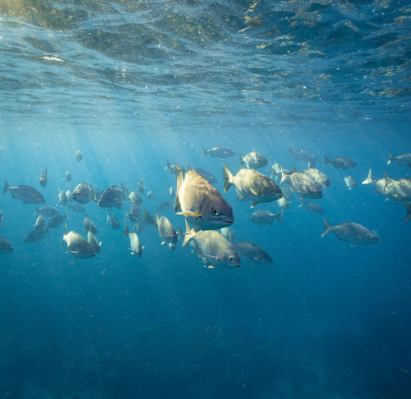 Snorkeling in Belize