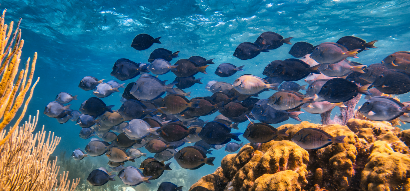 Travel Belize