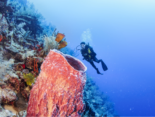 Travel Belize