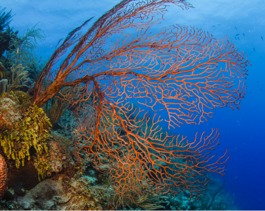 Travel Belize