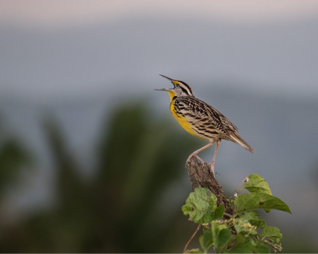 Belize birds: yellow-breasted songbird perched on a branch with blurred foliage in the background.