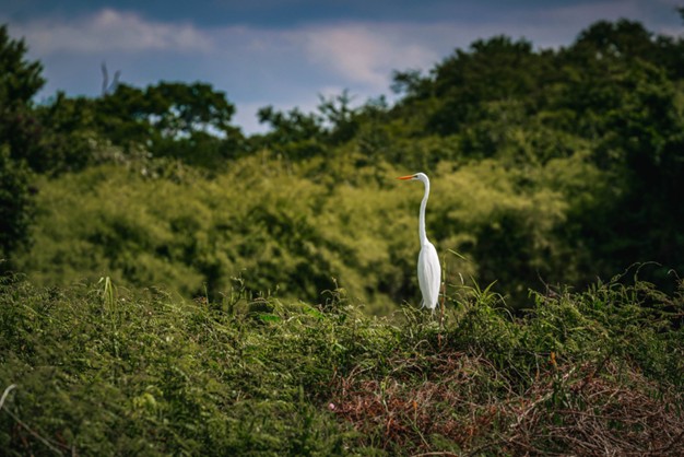 A great egret standing among dense green vegetation near a wetland area in Belize.