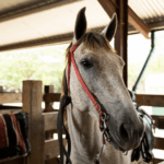 A horse in a stable before horseback riding in Belize