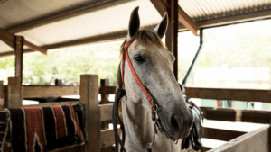 A horse in a stable before horseback riding in Belize