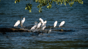 Egrets congregating on the coast waiting for their meal