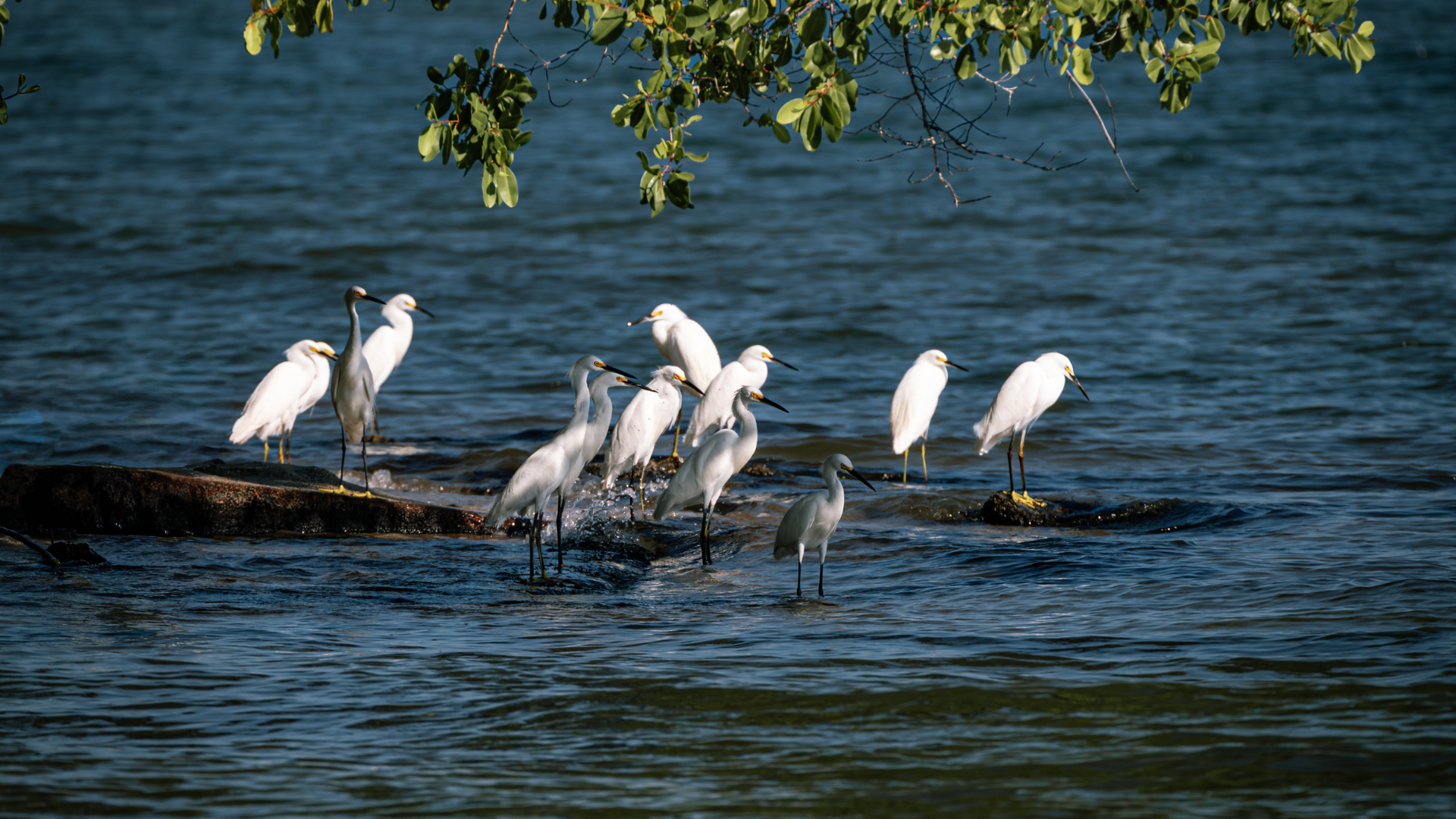 Egrets congregating on the coast waiting for their meal